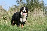 BOUVIER BERNOIS 477